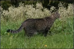 Que désigne le terme "haret" ?