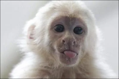 Comment s'appelle-t-il ?