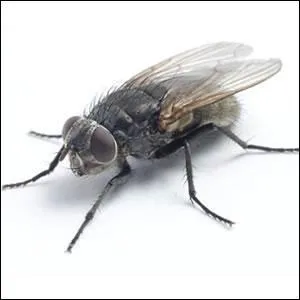 Comment s'appelle celui-ci ?