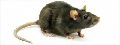 Comment s'appelle ce petit animal marron ?