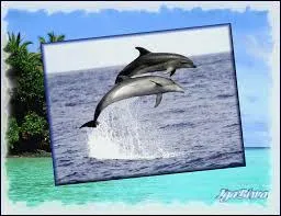 J'espère que vous aurez apprécié ce quiz. Pour finir, Antoine a chanté un hymne à la protection des océans. Cette chanson s'appelle :