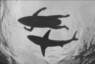 Éloignez-vous ! Il y a un ______ là-bas, j'ai vu son aileron !