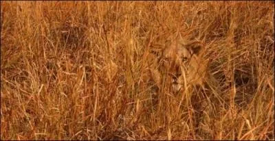 Nous voici dans la savane et je suis observ&eacute; ! Alors peux-tu me dire quel est ce f&eacute;lin ?