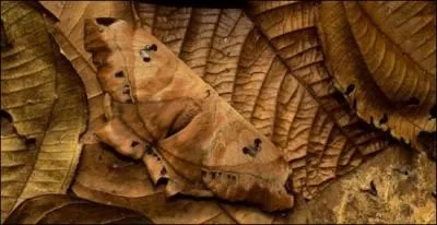 Me voil&agrave; dans la for&ecirc;t ; mais quel est cet insecte ?