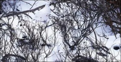 De la neige et encore de la neige et... un animal. Mais il est trop loin, je n'arrive pas &agrave; d&eacute;terminer son esp&egrave;ce . Aide-moi !