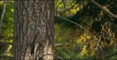 Un animal s'est dissimul&eacute; dans cette photo ; sauras-tu le trouver ?