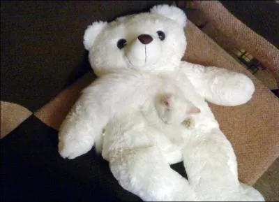 Oh ! Un ours en peluche ; mais il y a un animal dessus ! Quel est cet animal ?