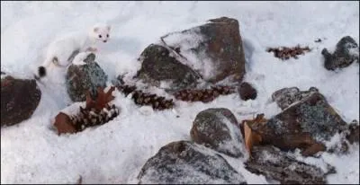 Cette photo est belle mais je n'arrive pas &agrave; d&eacute;terminer de quel l'animal il s'agit .
