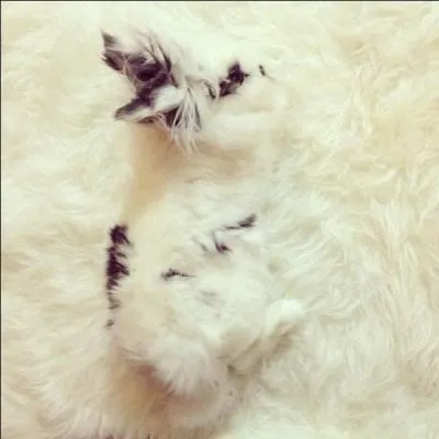 Mais quel animal est sur cette photo ?