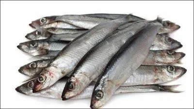 Que sont ces petits poissons de mer qui font la fierté de Collioure ?