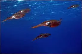 Parmi ces animaux du monde marin, lequel ne fait pas partie de la grande famille des céphalopodes ?