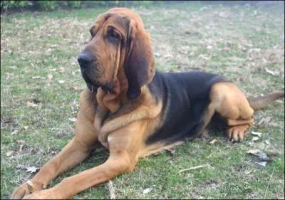 Chien de chasse originaire de Belgique.