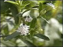 Enfin, un sucre, au léger goût de réglisse, dont on dit qu'il ne tombe pas sur les hanches !