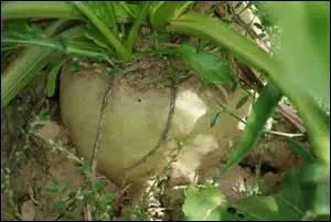 Cette racine charnue est la betterave sucrière ?