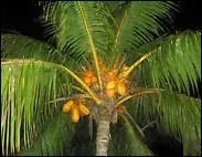 Fait-on du sucre avec la sève de cet arbre ?