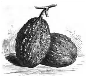 Vous saurez me dire d'où provient cette courge dont on extrait du sucre, si je précise qu'on la trouve dans un pays connu pour son engouement à propos du foot.