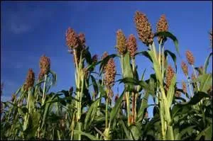 Quelle est cette plante dont on fait un sirop de sucre aux États-Unis ?