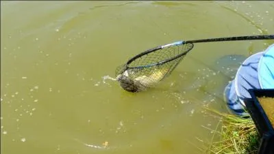 Si vous en avez la ferme, vous trouverez !