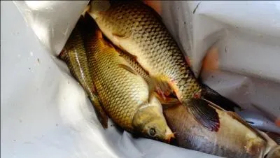 Penchant très affirmé à jouir des plaisirs terrestres !