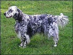 Combien y a-t-il de races dans le setter ?