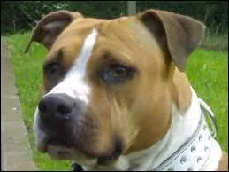 Pour les staff, faut-il aller à la mairie le déclarer et lui faire une assurance ?