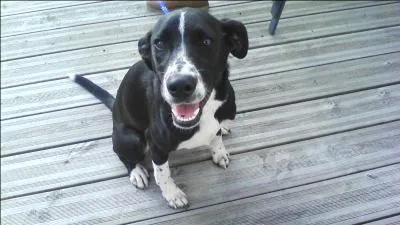 Quand les chiens ont plusieurs races, on dit ...