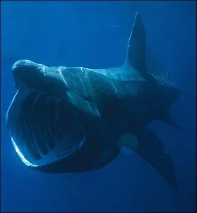 Quelle est cette sorte de requin ?