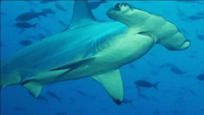Où vit principalement le requin-marteau ?