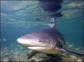 J'ai oublié de quelle sorte est ce requin. Pourriez-vous m'aider ?