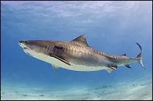 Quelle est la couleur du requin-tigre étant jeune ,