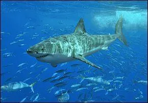 De quoi se nourrit le requin blanc ?