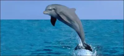 Celui-ci est très connu !