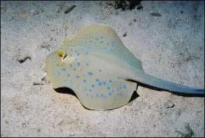 Les piqûres de cet animal peuvent être mortelles.