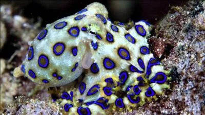 Ouvrez bien vos yeux !