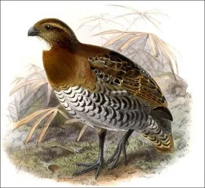 Qu'est-ce qui peut être un prénom masculin et une espèce d'oiseaux ?