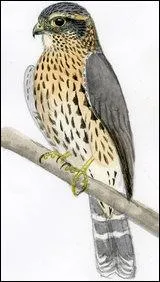 Qu'est-ce qui peut être une sorte d'hameçon utilisé pour la pêche au requin et le nom d'une espèce de faucons ?