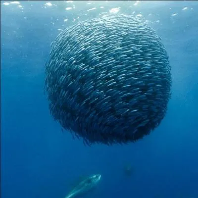 Quelle mer sépare Porto-Rico du Vénézuela ?