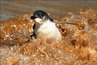 Le commandant Cousteau était surnommé "Le Pacha" par ses marins, il portait également un autre surnom !