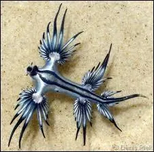 Observez bien l'image avant de répondre. De quoi s'agit-il ?