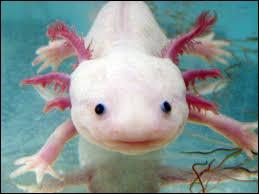 L'axolotl possède des branchies ainsi que des poumons. Outre la bouche, par quel autre organe peut-il également respirer ?