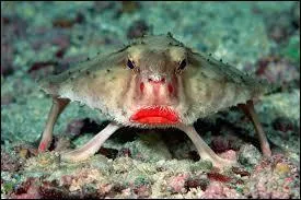 Ce poisson est un mauvais nageur, il utilise ses nageoires pour "marcher" sous l'eau. Qu'en pensez-vous ?