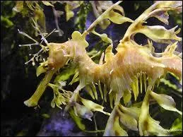 Cet hippocampe doit son nom à son apparence :