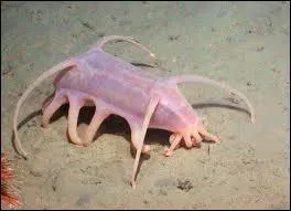 Comment appelle-t-on communément le "Scotoplanes" ?