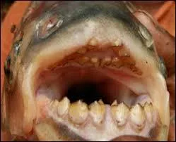 Sur la photo, vous voyez un "Pacu fish". Que peut-on dire de sa denture ?