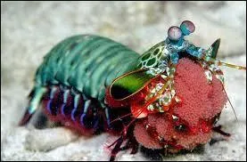 La "squille" est un crustacé très coloré de l'ordre des "Stomatopoda". Après avoir bien observé la photo, comment l'appelle-t-on aussi ?