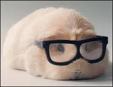 Si vous avez une mauvaise vue, mettez vos lunettes parce qu'il va falloir lire cette question jusqu'au bout pour pouvoir y répondre correctement ! Laquelle de ces expressions n'a rien à voir avec la vision ?