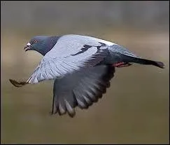 Dans quel sport peut-on faire "une aile de pigeon" ?
