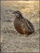 Pour trouver cette expression, il faut s'y connaître en animaux...