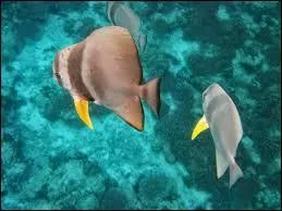 Quel est le plan d'eau le plus salin de la planète ?