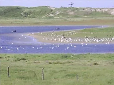 Cette photo représente la réserve ornithologique du Zwin. Celle-ci se trouve à la frontière entre la Belgique et :